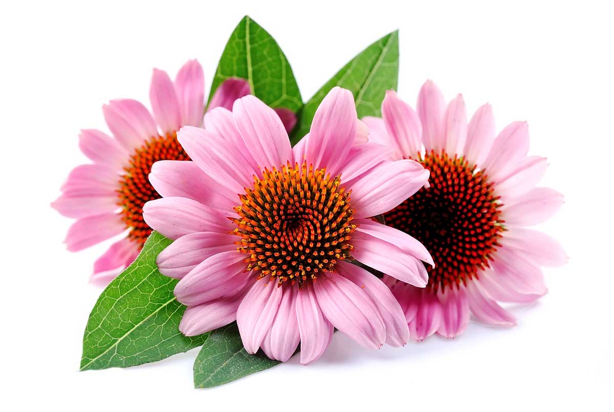 ECHINACEA