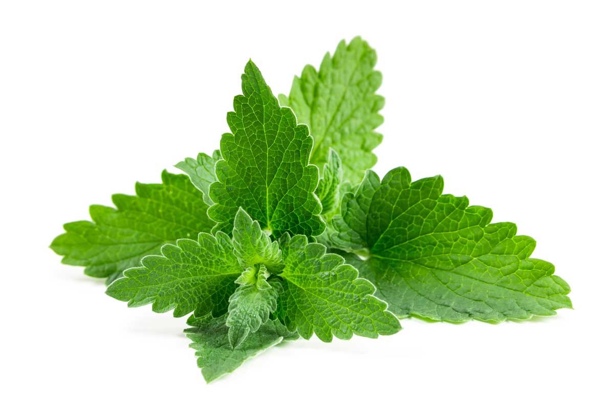 LEMON BALM