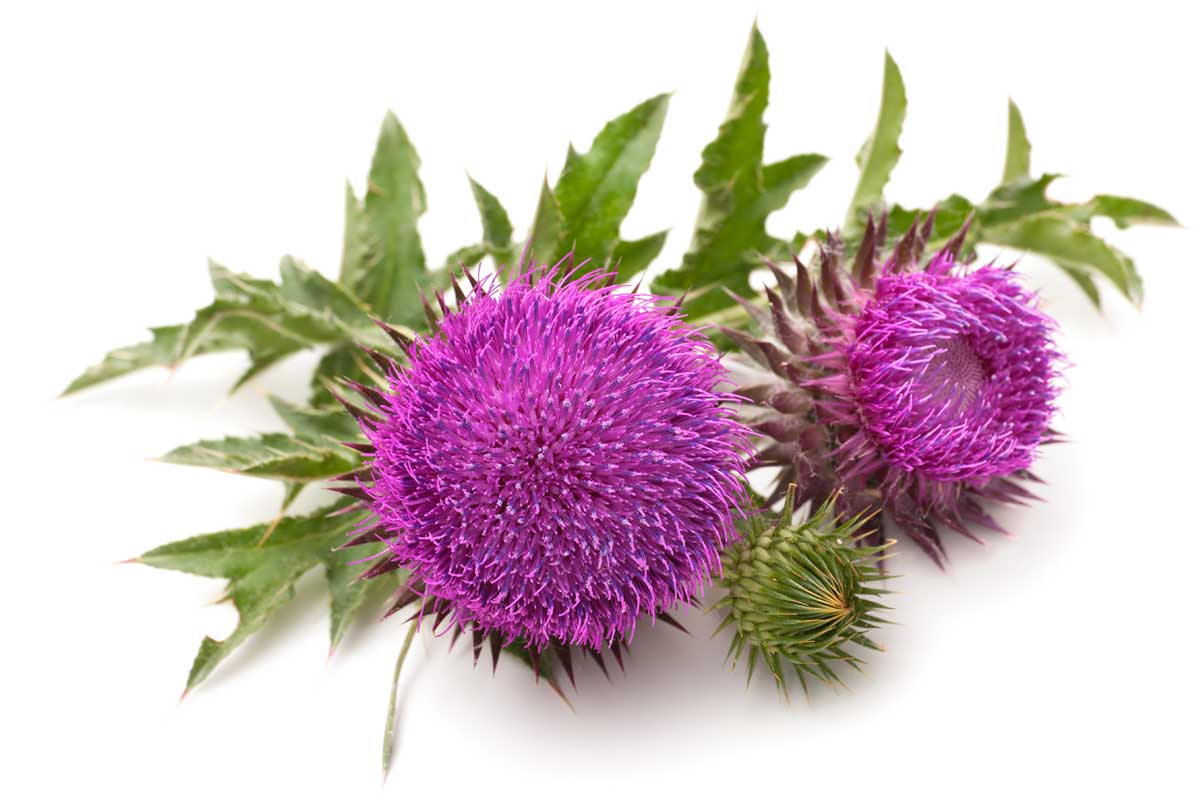 MILK THISTLE
